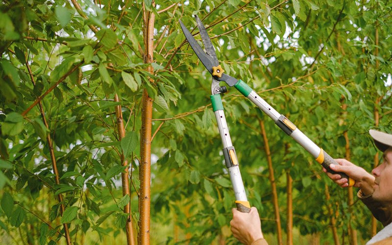 Tree trimming in Kiahsville, WV